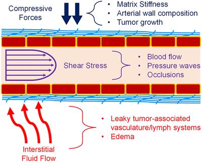 Mechanoregulation of Vascular Endothelial Growth Factor Receptor 2 in Angiogenesis